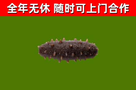 江门回收海参干